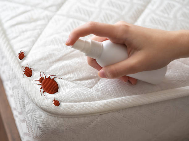 Best Wasp Removal Services  in West Falmouth, MA