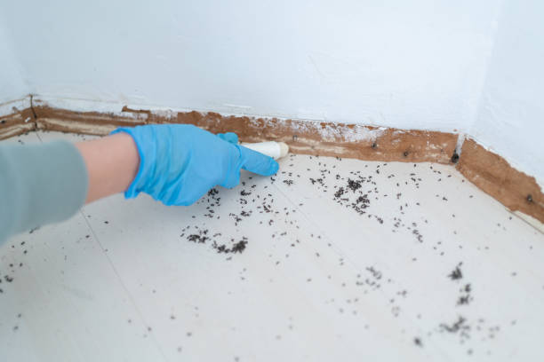 Best Cockroach Control Services  in West Falmouth, MA